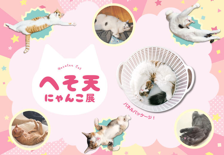 へそ天にゃんこ展