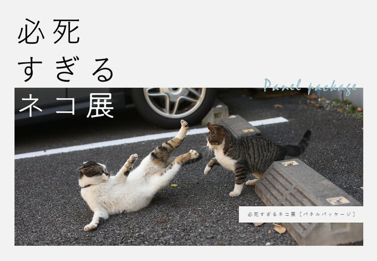 必死すぎるネコ展