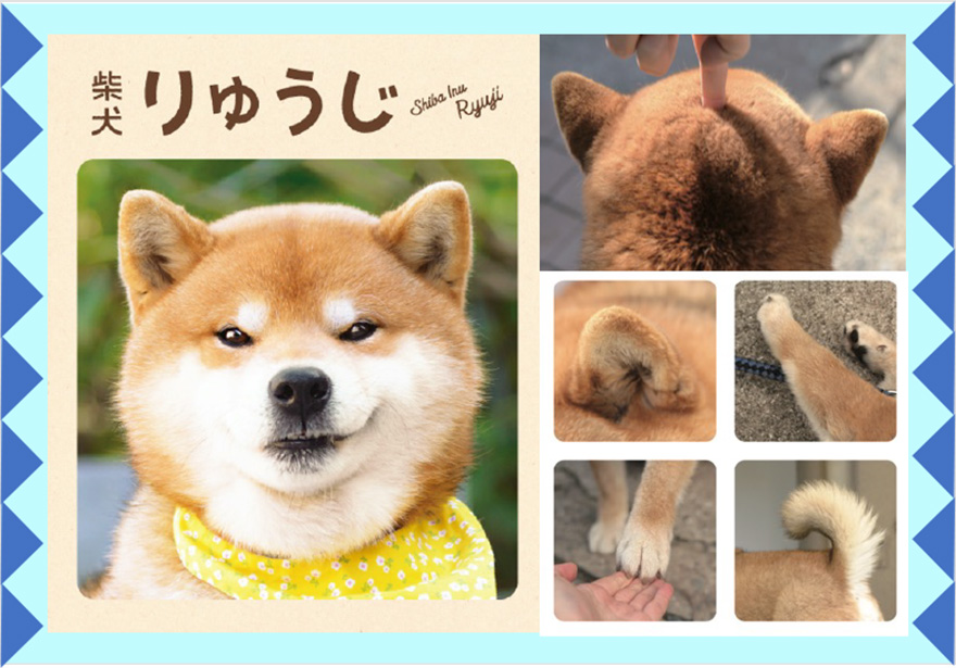 柴犬りゅうじ展