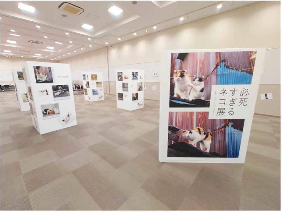 写真パネル展「必死すぎるネコ展×イオンモール草津」