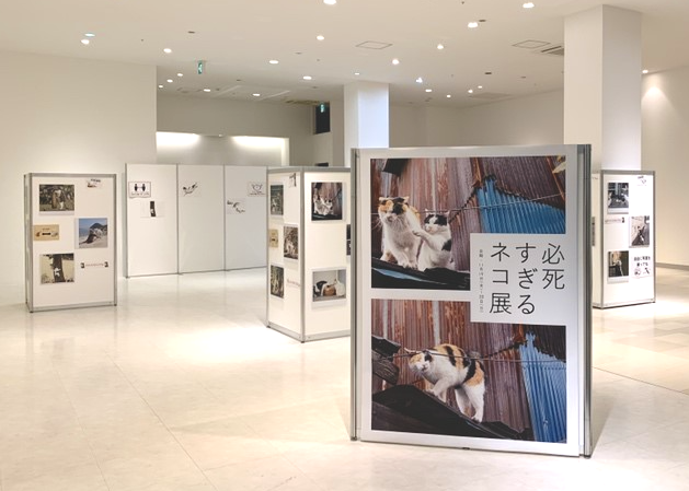 写真パネル展「必死すぎるネコ展in石川県イオンモールかほく」