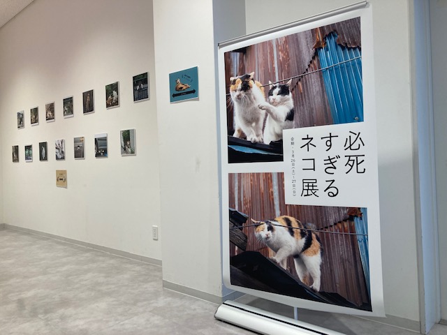 写真パネル展「必死すぎるネコ展×TOTO YKK AP熊本コラボレーションショールーム」